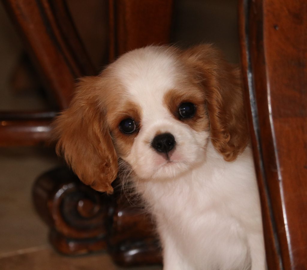 Cashay Cavaliers – Arizona Cavalier King Charles Spaniel Breeders